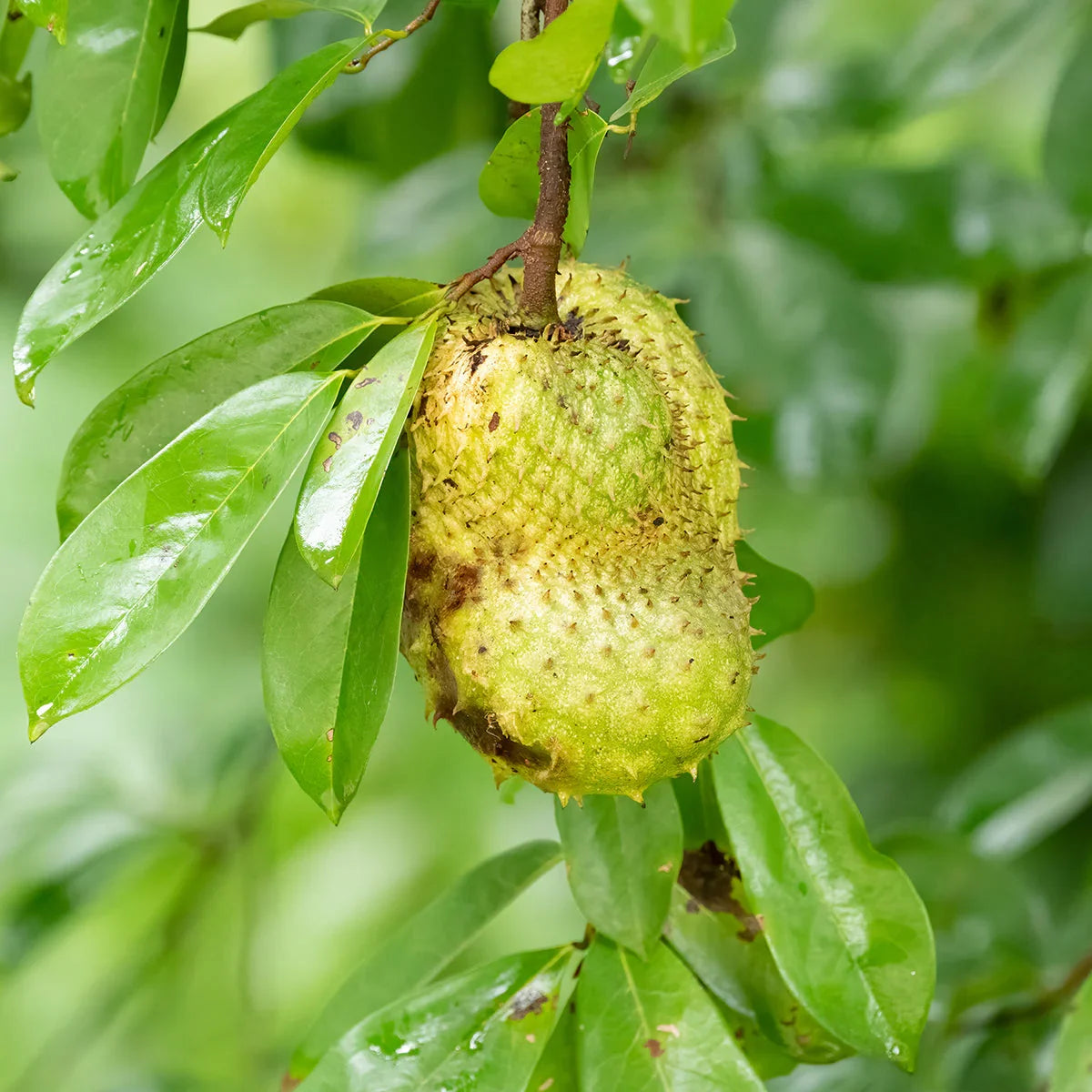 Mannavita Graviola 100% pure pressed purée • 500 ml - Mannavita