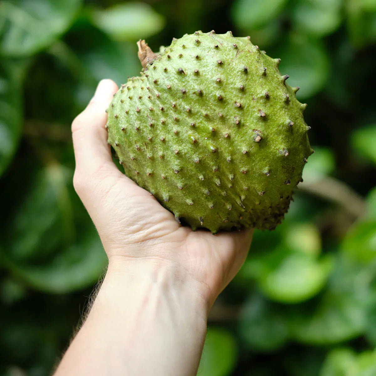 Mannavita Graviola 100% pure pressed purée • 500 ml - Mannavita