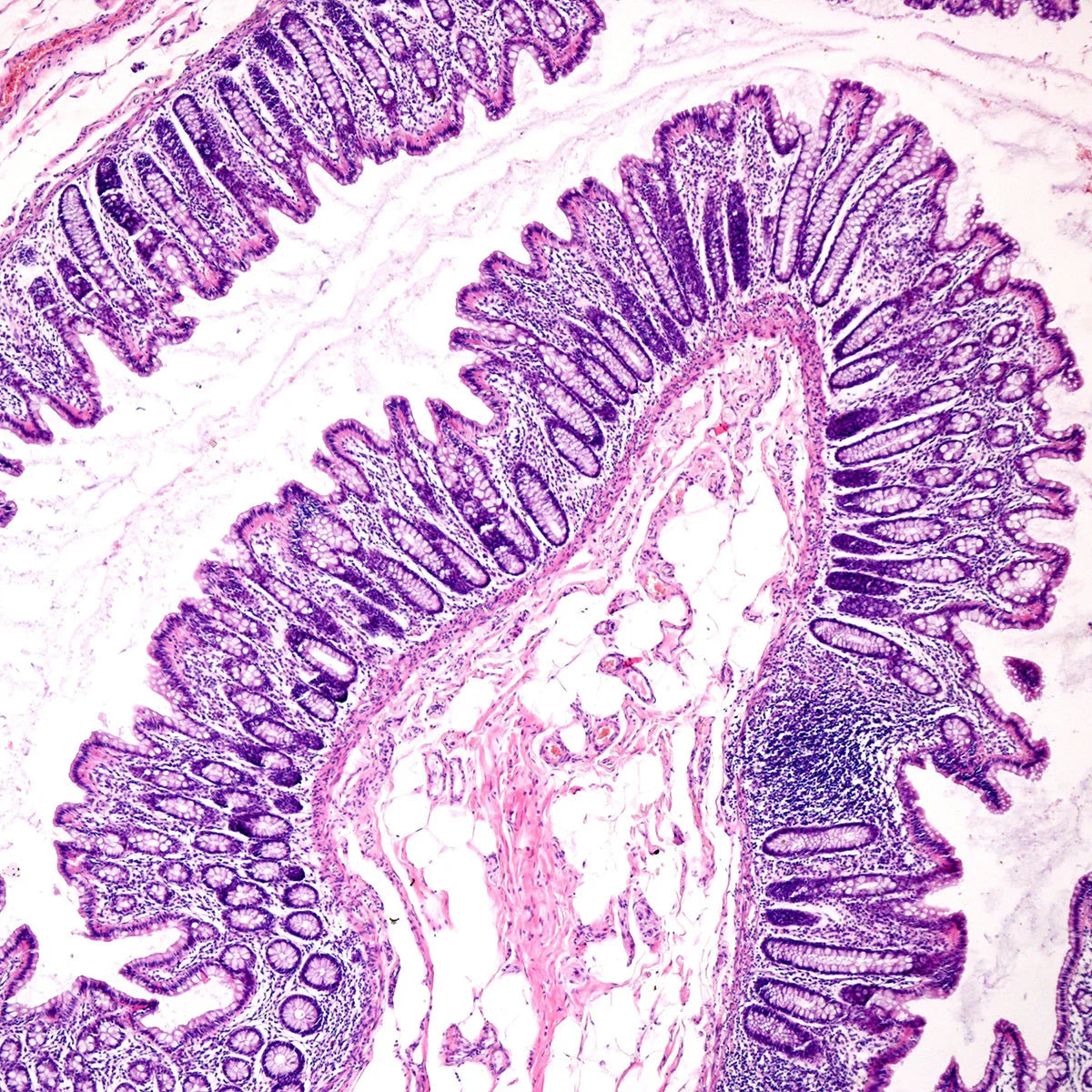 Multi Biotic probiotic • 20 billion bacteria from 8 strains • 30 capsules - Mannavita