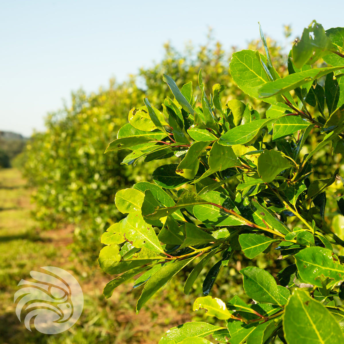Чай йерба мате Rosamonte • СПЕЦИАЛЕН • 500 g