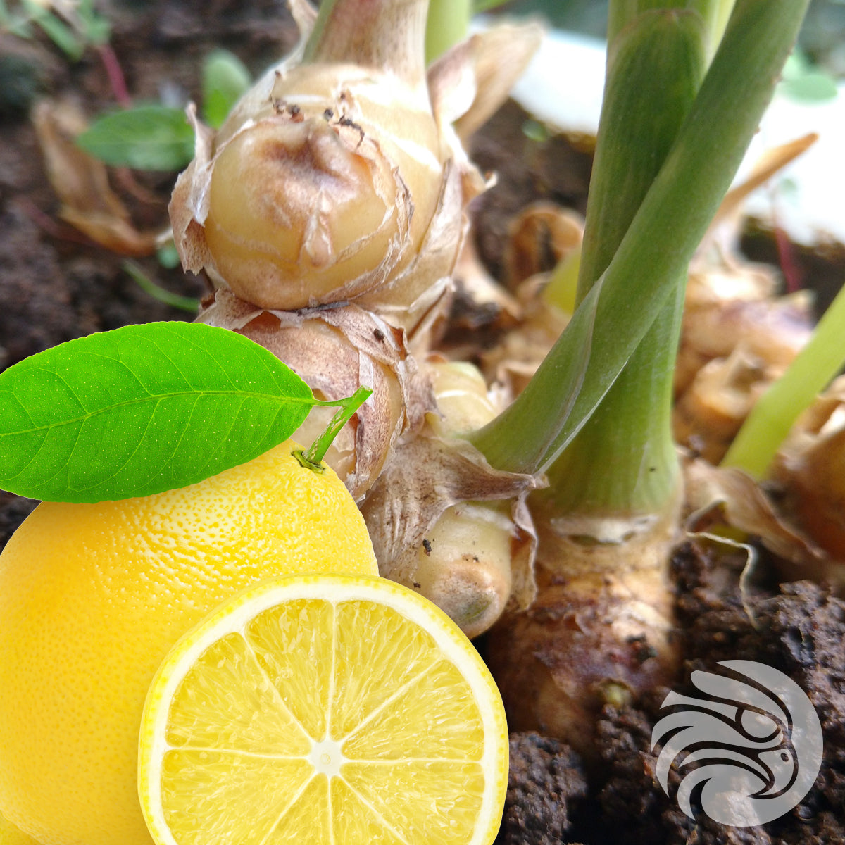 Медени таблетки Манука с натурален джинджифил и лимон • 15 бр.