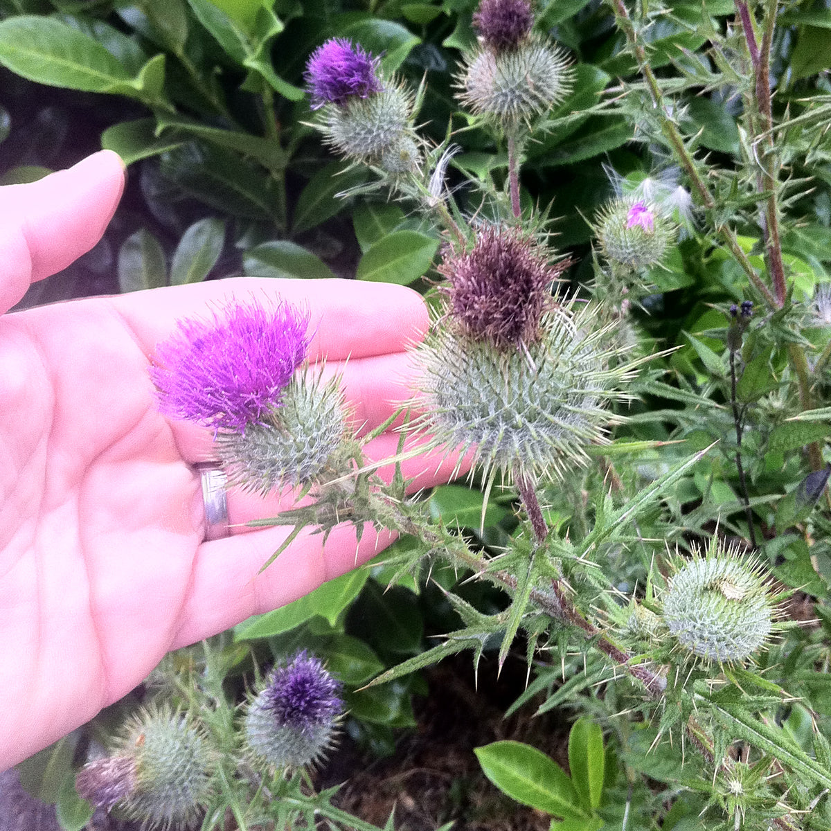 Mannavita унгарско студено пресовано масло от семена на бял трън • 250 мл