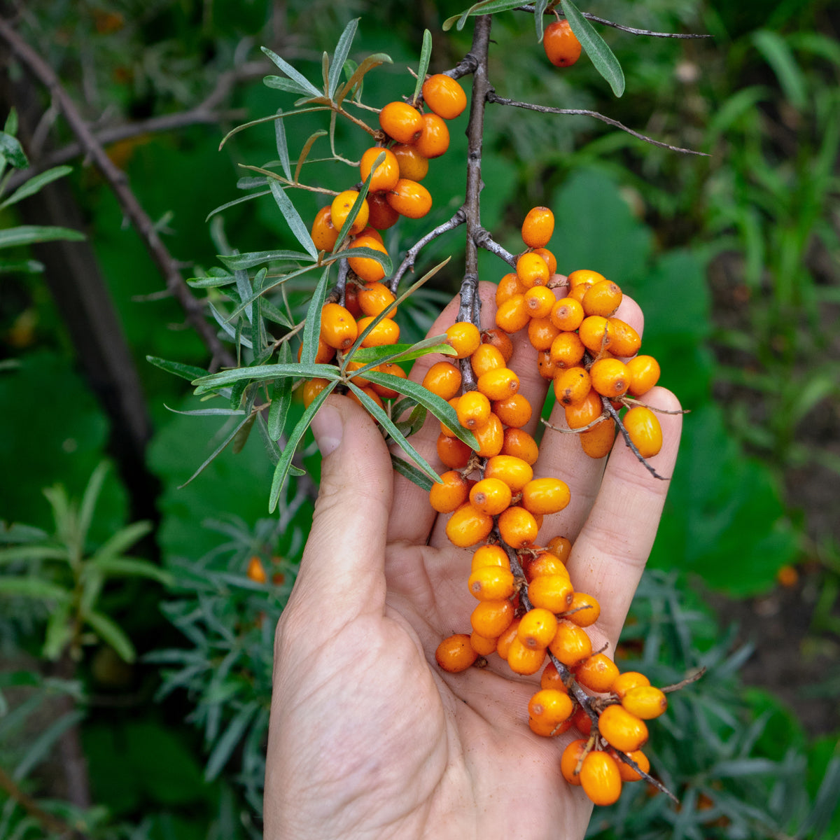 Mannavita унгарско студено пресовано масло от семена на облепиха • 40 мл