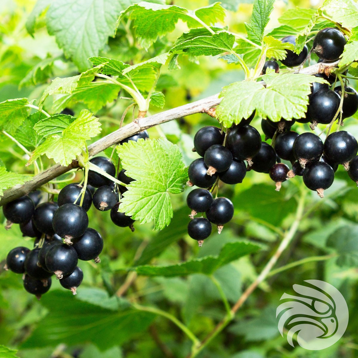 Пастили с манука мед и касис • 15 бр.