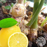 Медени таблетки Манука с натурален джинджифил и лимон • 15 бр.