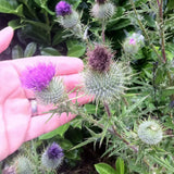 Mannavita Milk Thistle seed powder • 200 g - Mannavita