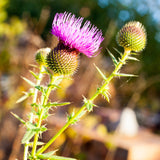 Mannavita унгарско студено пресовано масло от семена на бял трън • 250 мл