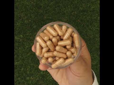 GINK-Q10 • Q10 Коензим + комплекс Гинко Билоба • 60 капсули