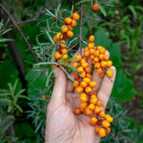 Mannavita унгарско студено пресовано масло от семена на облепиха • 40 мл